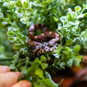 Pet Store (1)