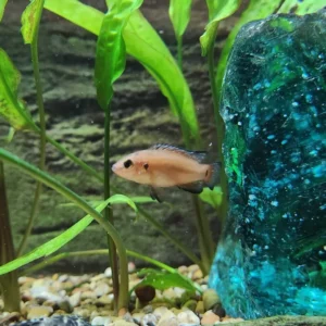 Pet Store (12)