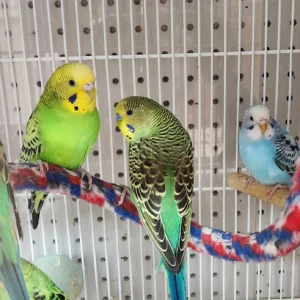 Pet Store (13)