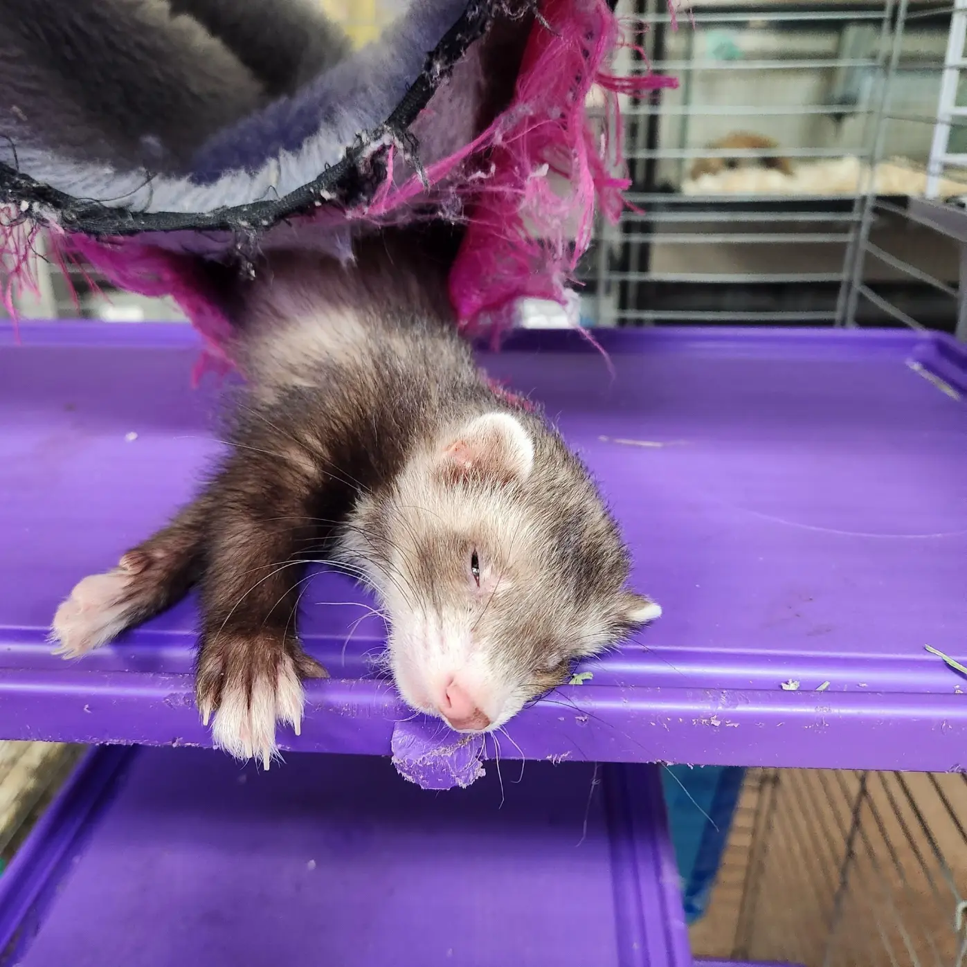 Pet shop habitat display at Noah's Ark Pet Shoppe in Effingham, IL