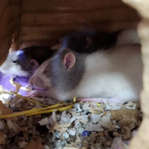 Pet Store (15)