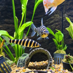 Pet Store (16)