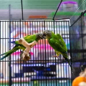 Pet Store (2)