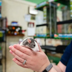 Pet Store (22)