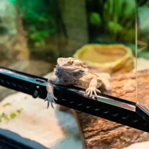 Pet Store (23)
