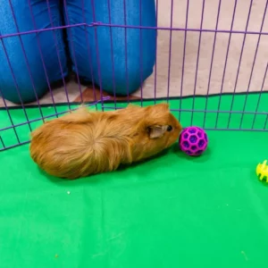 Pet Store (24)