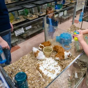 Pet Store (4)
