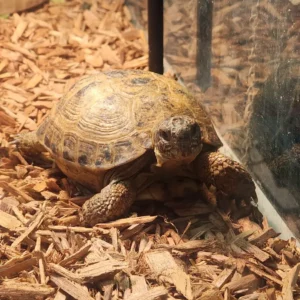 Pet Store (5)