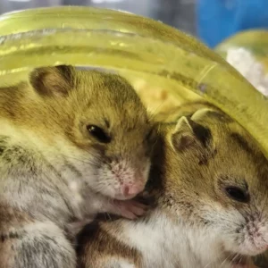 Pet Store (7)