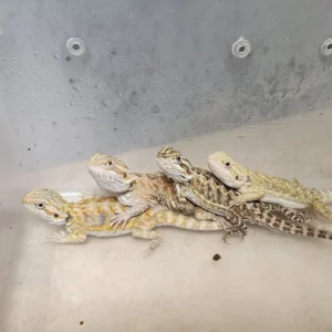 Pet Store (8)