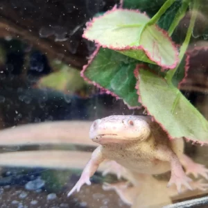 Pet Store (9)